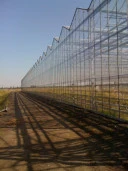 Тепличный комплекс "Калининский", Краснодарский край, ст-ца Калининская